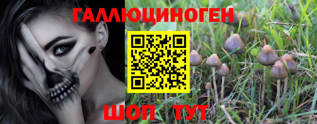 Псилоцибиновые грибы Psilocybe  Александров 