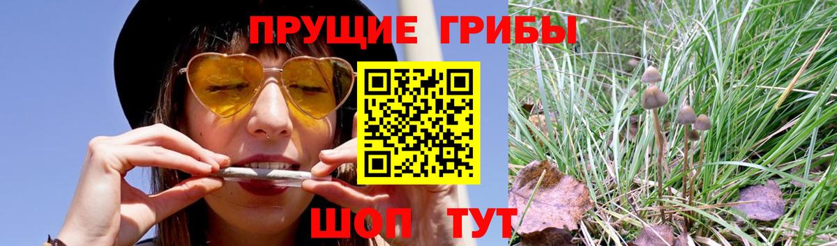 Галлюциногенные грибы GOLDEN TEACHER  Галлюциногенные грибы Magic Shrooms  Вход с VPN  Александров 